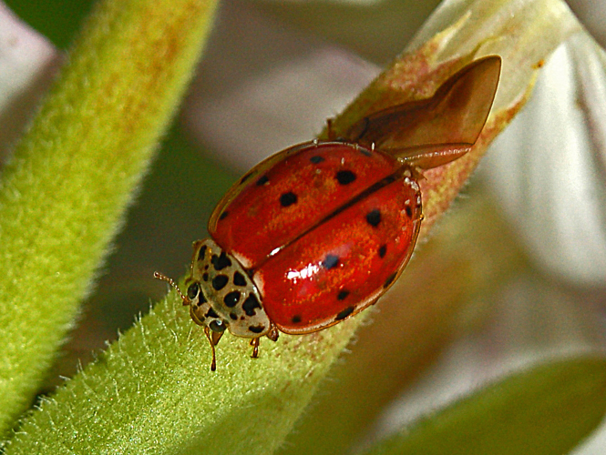 Coccinallidae - Harmonia quadripunctata.JPG © Hectonichus