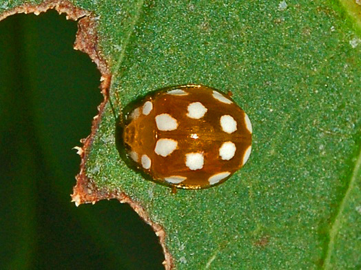 Coccinellidae - Vibidia duodecimguttata-1.JPG © Hectonichus