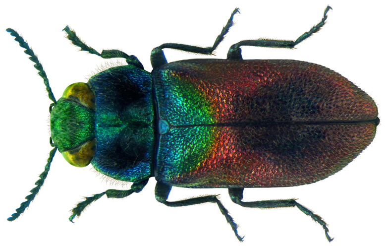 Anthaxia salicis (Fabricius, 1781) (5598486222).jpg © Udo Schmidt from Deutschland