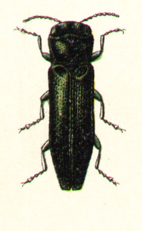 Agrilus angustulus.jpg © G.G. Yakobson