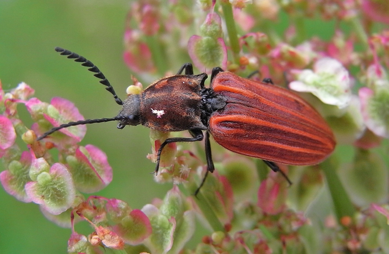 Anostirus purpureus cross.JPG © Siga