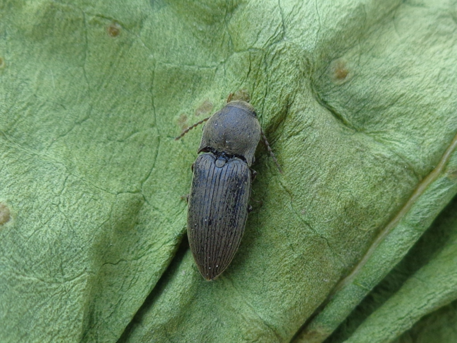 Agriotes obscurus 01.JPG © AfroBrazilian