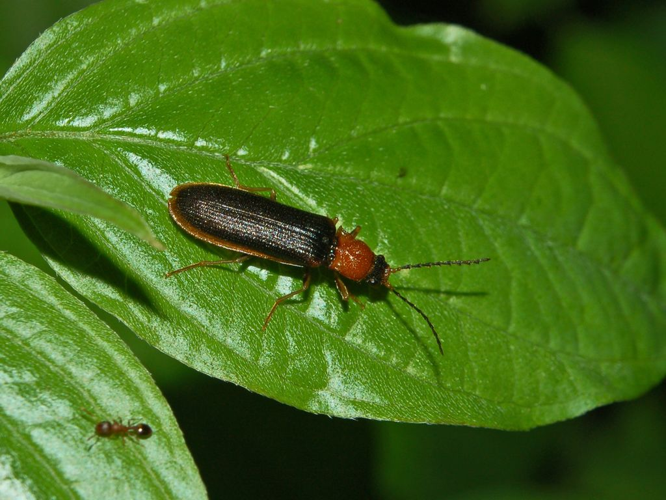 Elateridae - Denticollis linearis.JPG © Hectonichus