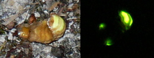 Lampyris noctiluca luciole.jpg © No machine-readable author provided. Jod-let assumed (based on copyright claims).