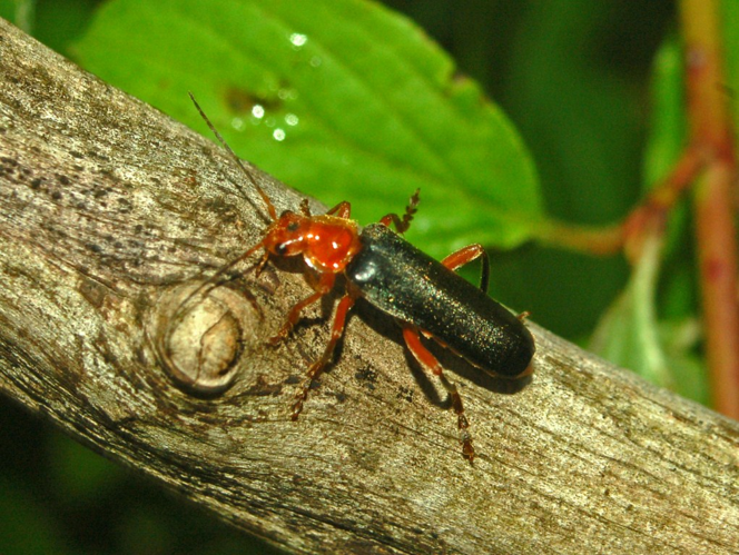 Cantharidae - Cantharis livida cf. rufipes.JPG © Hectonichus