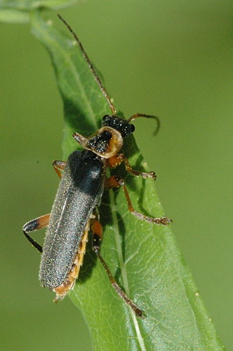 Cantharis.nigricans.jpg © James K. Lindsey