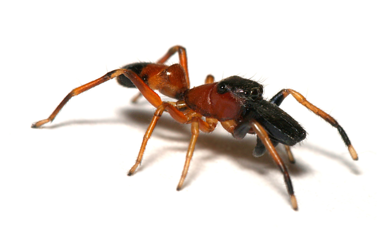 Myrmarachne.formicaria.male.1.jpg © Sarefo