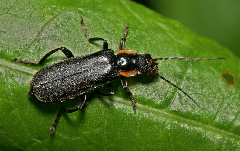 Cantharis.obscura.1.jpg © Sarefo