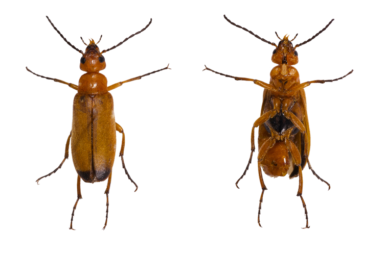 Zonitis (Zonitis) flava Mounted Specimen.jpg © Didier Descouens
