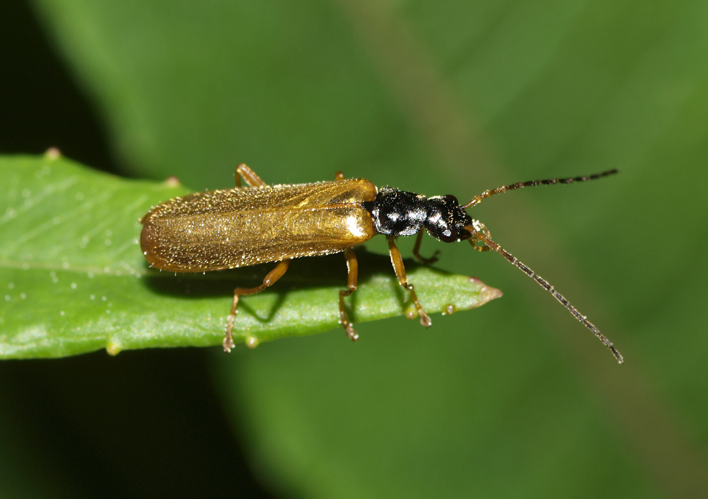 Rhagonycha lignosa female (20186731200).jpg © Line Sabroe from Denmark