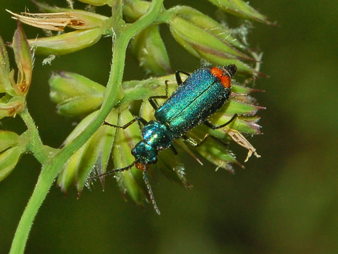Melyridae - Malachius bipustulatus.JPG © Hectonichus