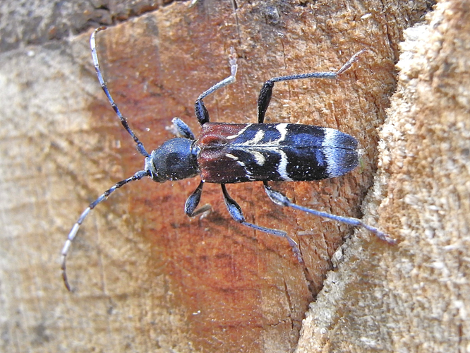 Anaglyptus mysticus up.JPG © Siga