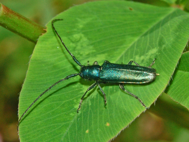 Cerambycidae - Agapanthia violacea-1.JPG © Hectonichus