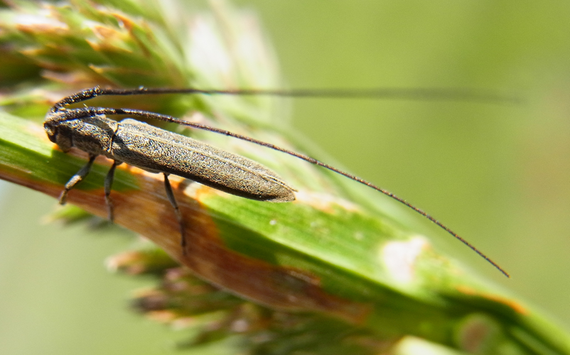 Calamobius filum up.JPG © Siga