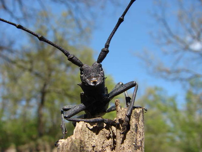Morimus asper.jpg © Fbonomi
