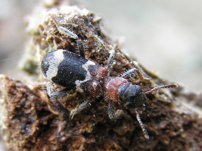 Thanasimus formicarius bialowieza forest beentree.jpg © Beentree