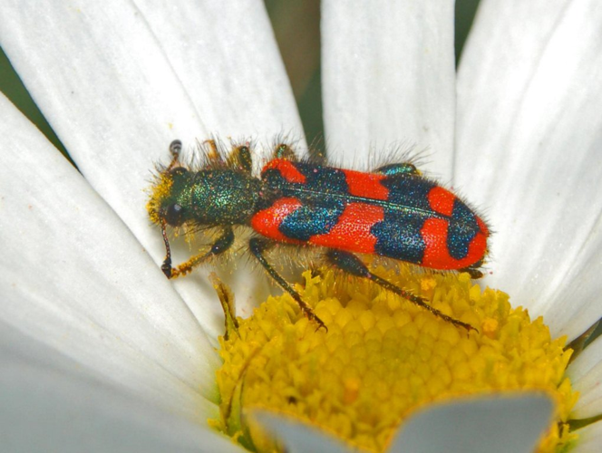Cleridae - Trichodes alvearius-1.JPG © Hectonichus