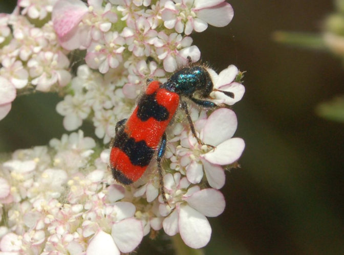 Cleridae - Trichodes apiarius.JPG © Hectonichus