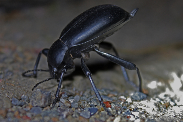 Churchyard Beetle (Blaps mucronata).jpg © Thomas Brown