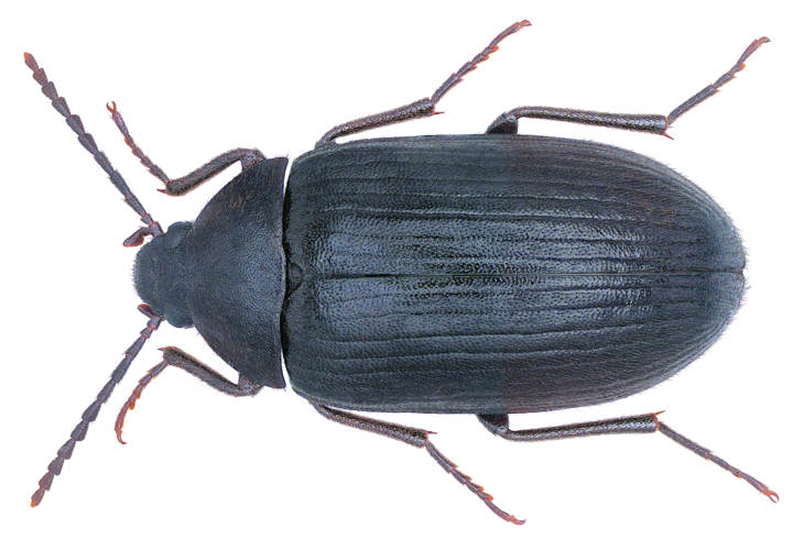 Prionychus ater (Fabricius 1775) (32866593761).png © Udo Schmidt from Deutschland