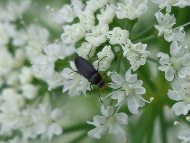 Anaspis frontalis 01.JPG &copy; AfroBrazilian