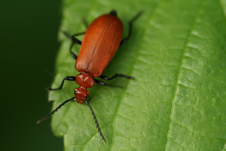 Insect22052009.JPG © Sylfred1977