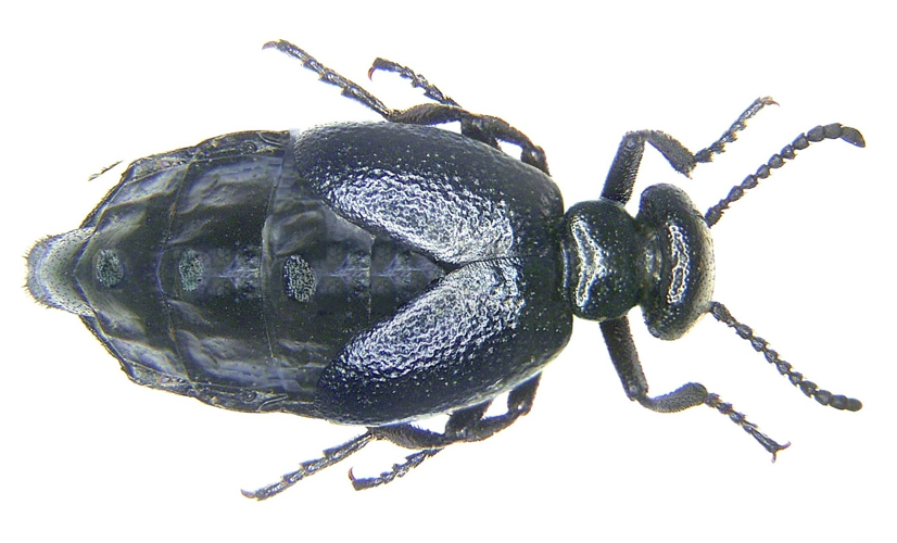 Meloe brevicollis rotate.jpg © Meloe_brevicollis.jpg: U.Schmidt derivative work: Daryona (talk)