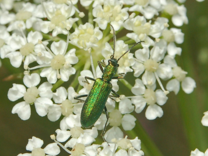 Oedemeridae - Chrysanthia viridissima.JPG © Hectonichus