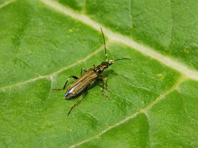 Oedemeridae - Oedemera flavipes-1.JPG © Hectonichus
