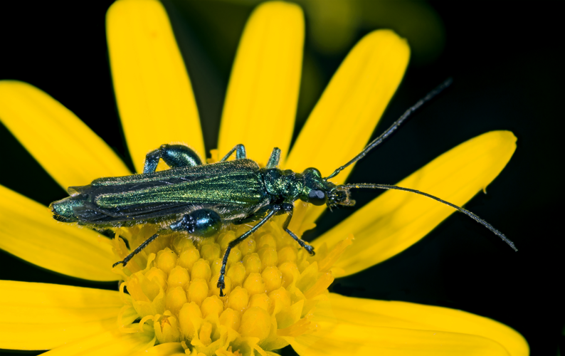 Oedemera nobilis MHNT Male.jpg © Didier Descouens