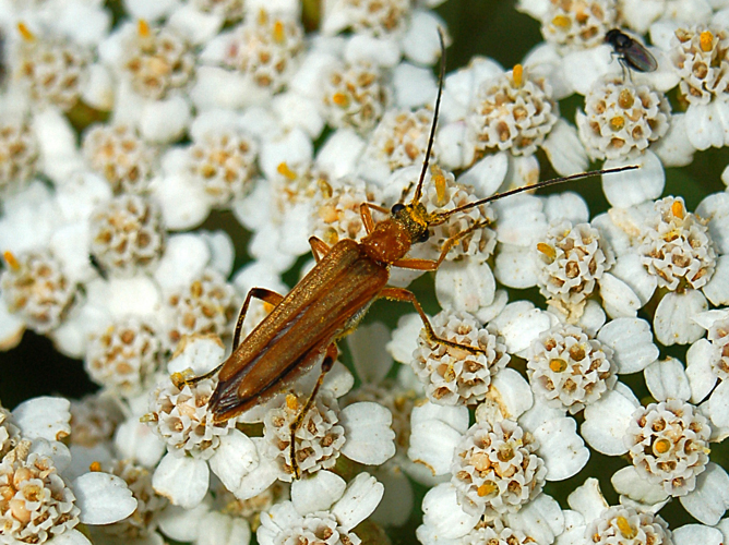 Oedemeridae - Oedemera podagrariae.JPG © Hectonichus