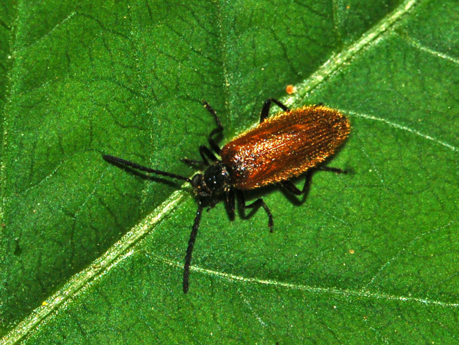Tenebrionidae - Lagria hirta.JPG © Hectonichus