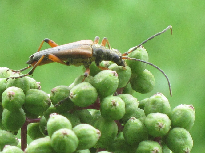 Stenocorus meridianus (Longhorn beetle sp.), Arnhem, the Netherlands.JPG © Bj.schoenmakers