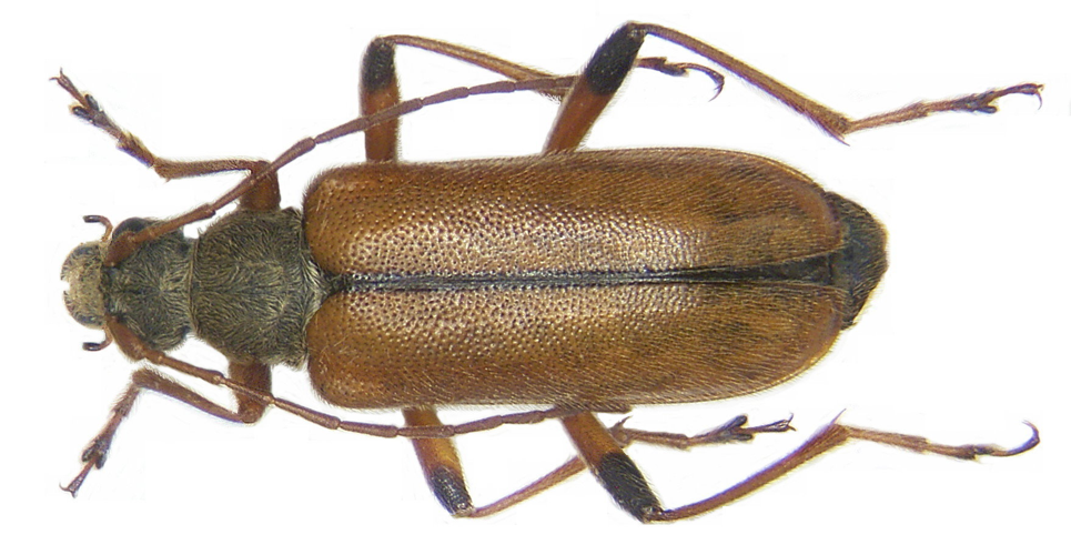 Cortodera humeralis (Schaller, 1783) (3267180378).jpg © Udo Schmidt from Deutschland