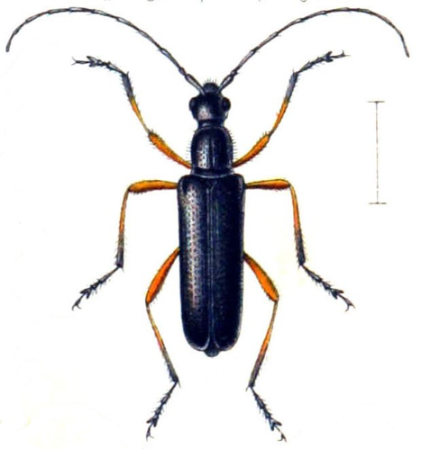Anoplodera rufipes.jpg © Rbrausse