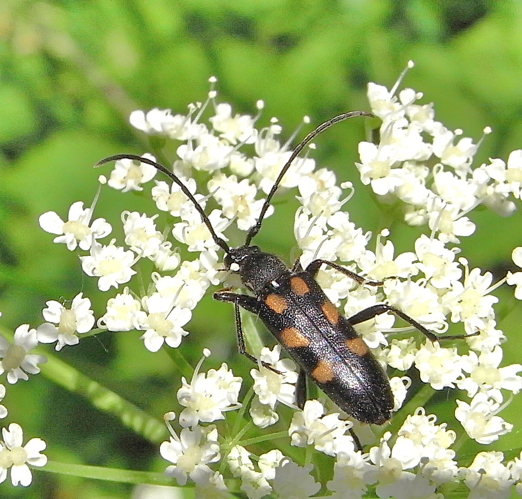 Anoplodera sexguttata above.JPG © Siga