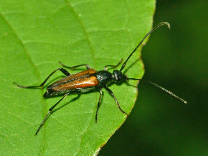 Cerambycidae - Stenurella melanura.JPG © Hectonichus