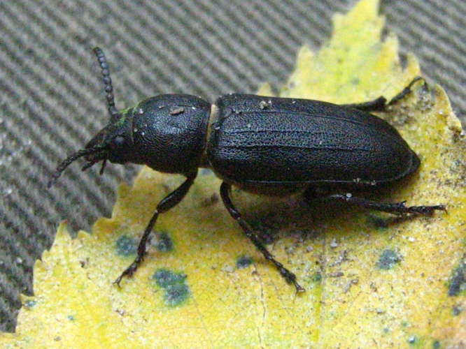 Spondylis-buprestoides-05-VIII-2007-19.jpg © Botaurus stellaris
