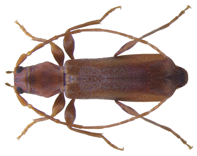 Gracilia minuta (Fabricius, 1781) (3420835373).jpg © Udo Schmidt from Deutschland