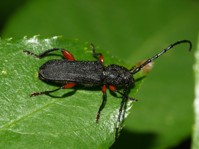Ropalopus femoratus.jpg © Sarefo