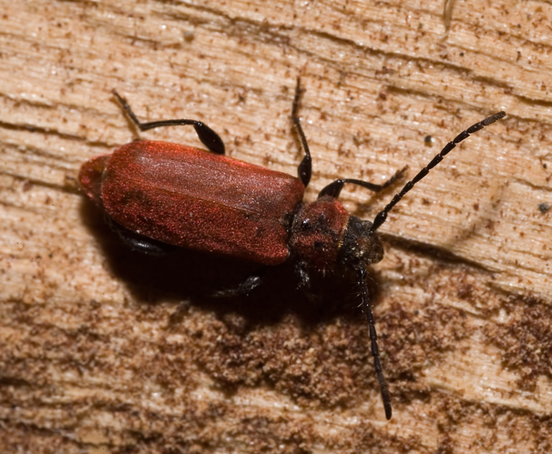Pyrrhidium sanguineum1.jpg © Kulac