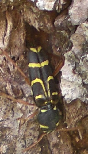 Xylotrechus arvicola (dorsal).jpg © Olaf Meister
