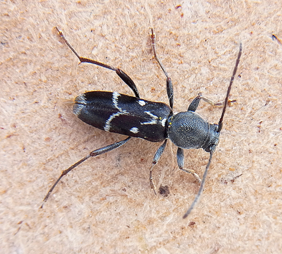 Chlorophorus figuratus up.jpg © Siga