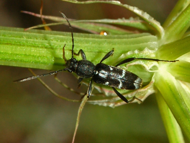 Cerambycidae - Chlorophorus sartor-001.jpg © Hectonichus