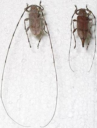AcanthocinusAedilis.jpg © No machine-readable author provided. Trépas~commonswiki assumed (based on copyright claims).