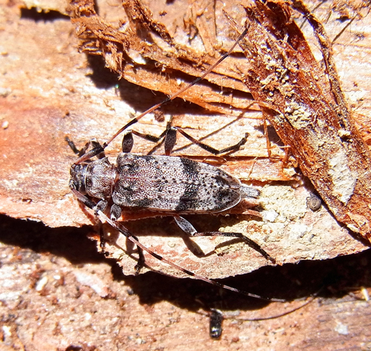 Acanthocinus griseus female up.jpg © Siga