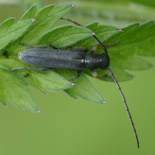 Phytoecia cylindrica01547.JPG © Martin Andersson