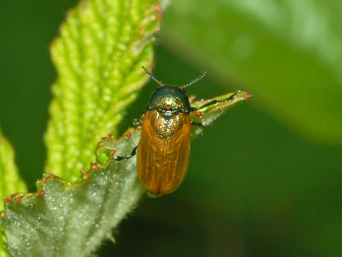 Chrysomelidae - Labidostomis longimana.JPG © Hectonichus