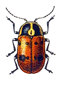Cryptocephalus octopunctatus.png © A. C. Tatarinov