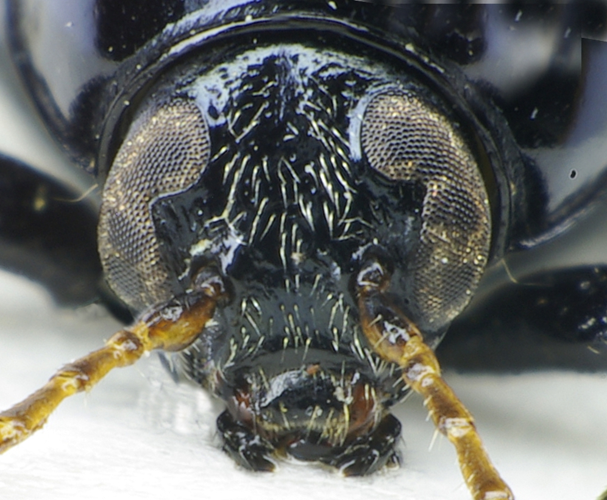 Cryptocephalus bipunctatus head.jpg © Siga